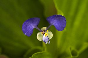 ARS - Commelina benghalensis.jpg