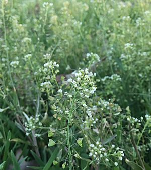 A Field of Shepherd’s-purse.jpg