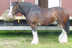 Aa shirehorse