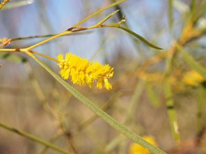 Acacia ancistrocarpa flowers