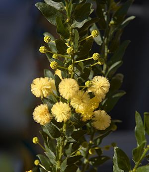 Acacia armata C.jpg