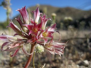 Allium parishii.jpg