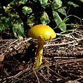 Amanita flavoconia3