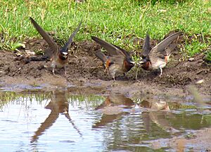 American Cliff Swallows, PE Cty