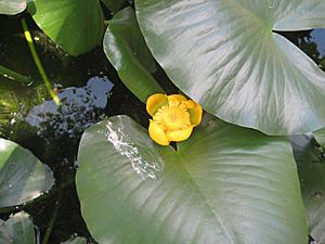 American Spatterdock.jpg