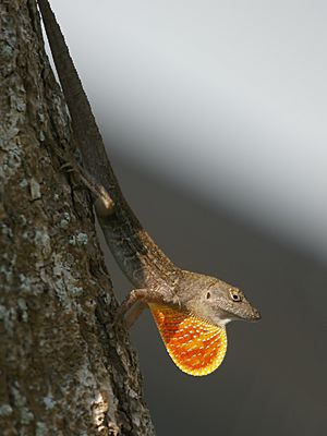 Anolis sagrei sagrei (displaying)