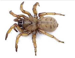 Aptostichus stephencolberti female.jpg