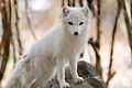 Arctic Fox Posed (8564878025).jpg