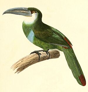 Aulacorhynchus coeruleicinctis 1847