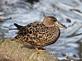 Australasian Shoveler female RWD2