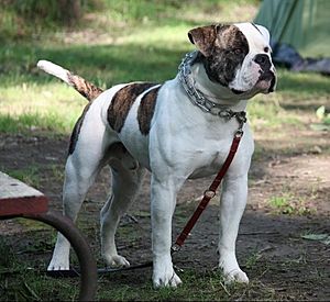 BUCKEYE 2010 ANCHOR BULLY RASCALZ