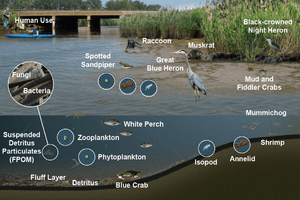 Berrys Creek food web