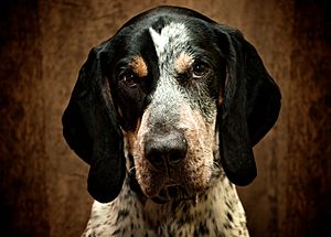 BluetickCoonhound2