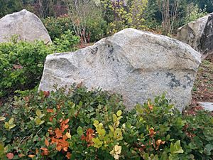 Bridle Trails boulders on 24th.jpg