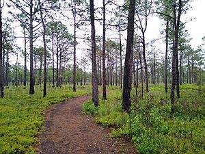 Carolina Beach State Park 1