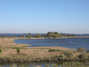 ChesapeakeTidalWetlands