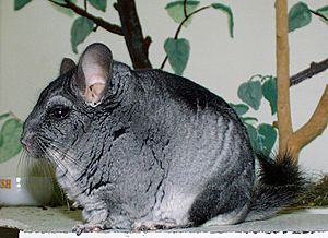 Chinchilla.jpg