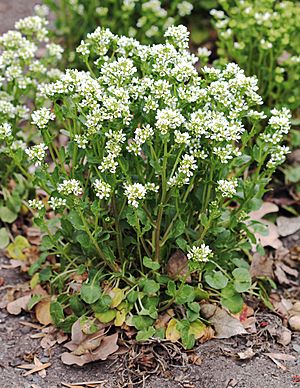 Cochlearia officinalis Prague 2012 1