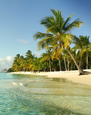 Cocotero en Cayo Sombrero