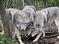 Coywolf hybrids