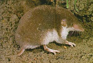 Crocidura leucodon