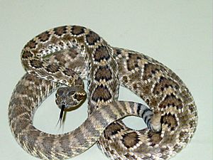 Crotalus scutulatus 02.JPG