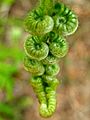 Curled bracken fronds