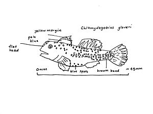 Dalhousie Goby Artists Interpretation.jpg