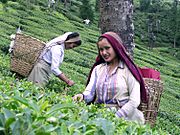 Darjeeling Tea Garden worker