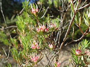 Darwinia briggsiae.jpg