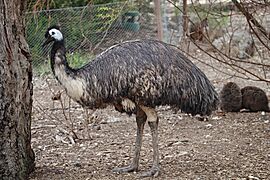 Emu - melbourne zoo