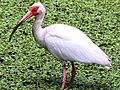 Eudocimus albus-standing