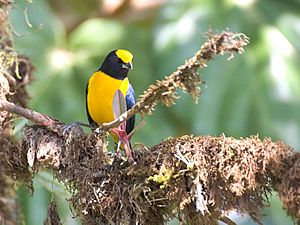 Euphonia xanthogaster.jpg