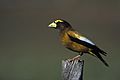 Evening Grosbeak Male