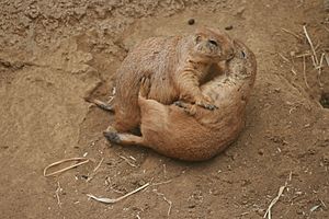 Fighting Prairie Dogs