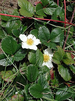 Fragaria chiloensis sf ca