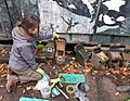 GT Tara checking nestboxes for Spiders