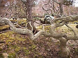 Georgian Court University - Japanese Garden