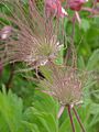 Geum triflorum0