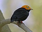 Golden-headed Manakin RWD.jpg