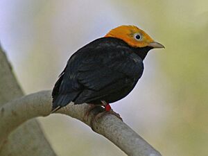 Golden-headed Manakin RWD.jpg