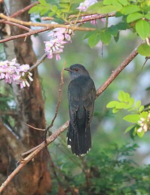 Grey-bellied Cuckoo(Cacomantis passerinus)