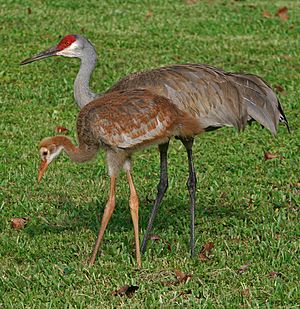 Grus canadensis