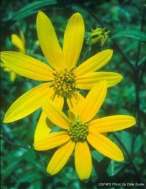 Helianthus schweinitzii.jpg