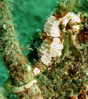 Hippocampus alatus.jpg