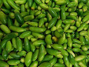 Ivy gourd in India