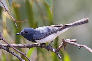 Leaden Flycatcher - male