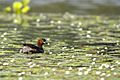 Little Grebe Tachybaptus ruficollis East Kolkata Wetland West Bengal India 12.07.2012