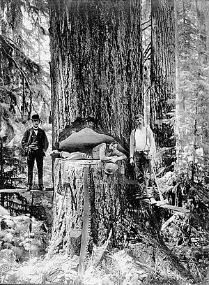 Logging oregon