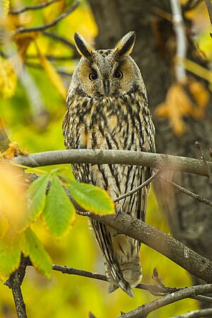 Long-eared Owl - Kisjuszallas - Hungary S4E0920 (15671750198).jpg